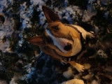 Recherche mâle Bull Terrier pour saillie
