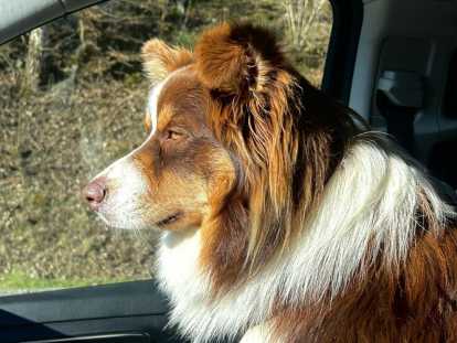 M&acirc;le Berger Australien disponible pour saillie