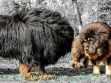 Des chiots Dogues du Tibet LOF disponibles à la réservation