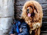 Des chiots Dogues du Tibet LOF disponibles à la réservation