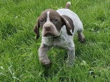 Des chiots Braques Français type Pyrénées LOF à vendre