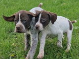 Des chiots Braques Français type Pyrénées LOF à vendre