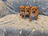 6 chiots Staffordshire Bull Terrier LOF fauves disponibles à l’achat