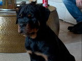 Un chiot Rottweiler mâle LOF à vendre