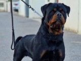 Un chiot Rottweiler mâle LOF à vendre