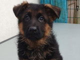 2 chiots Bergers Allemands LOF à poil court disponibles à l’achat