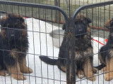 2 chiots Bergers Allemands LOF à poil court disponibles à l’achat