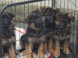 2 chiots Bergers Allemands LOF à poil court disponibles à l’achat