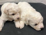 À réserver 4 chiots Bichons Frisés LOF