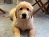 2 chiots mâles Golden Retrievers LOF à vendre