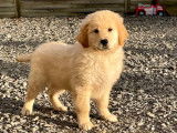 2 chiots mâles Golden Retrievers LOF à vendre