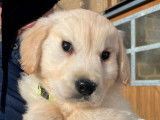 2 chiots mâles Golden Retrievers LOF à vendre