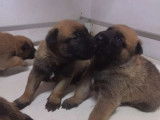 4 chiots Malinois LOF disponibles à la vente