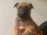 4 chiots Malinois LOF disponibles à la vente