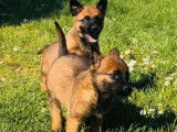 4 chiots Malinois LOF disponibles à la vente