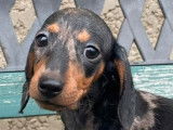 À vendre : 1 chiot femelle Teckel Nain arlequin LOF