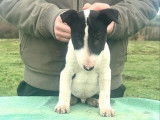 1 chiot mâle Bull Terrier LOF disponible à la réservation