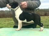 1 chiot mâle Bull Terrier LOF disponible à la réservation