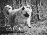 7 chiots Eurasier LOF à réserver