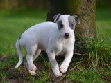 Des chiots Whippets LOF disponibles à la vente
