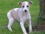 Des chiots Whippets LOF disponibles à la vente