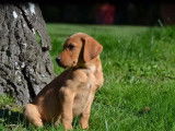 À vendre : un chiot mâle Labrador redfox LOF