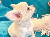 1 chiot mâle Chihuahua LOF à vendre