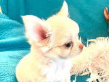 1 chiot mâle Chihuahua LOF à vendre