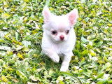 1 chiot mâle Chihuahua LOF à vendre