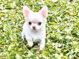 1 chiot mâle Chihuahua LOF à vendre