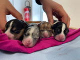 À réserver, 4 chiots Welsh Corgis Cardigans LOF