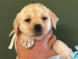 Des chiots femelles Labradors LOF à réserver