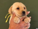 Des chiots femelles Labradors LOF à réserver