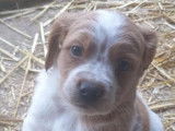 2 chiots mâles Épagneuls Bretons LOF à vendre