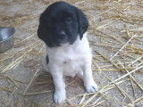 2 chiots mâles Épagneuls Bretons LOF à vendre