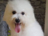 1 chiot mâle Bichon Frisé LOF à vendre