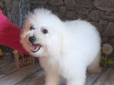 1 chiot mâle Bichon Frisé LOF à vendre