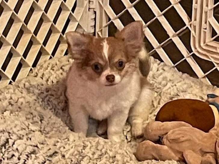 Un chiot femelle Chihuahua LOF à vendre