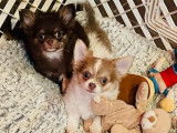Un chiot femelle Chihuahua LOF à vendre