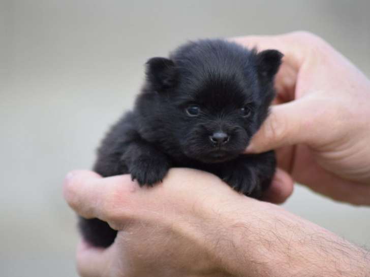 À réserver : un chiot femelle Spitz Nain LOF
