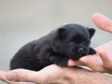 À réserver : un chiot femelle Spitz Nain LOF