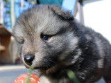 5 chiots Finnois de Laponie LOF disponibles à la réservation