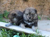 5 chiots Finnois de Laponie LOF disponibles à la réservation