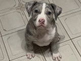 Chiot mâle American Bully à vendre