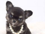 4 chiots Chihuahuas LOF à réserver