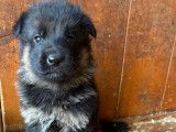 À réserver : 5 chiots mâles Bergers Allemands LOF