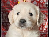 2 chiots femelles Golden Retrievers LOF à réserver