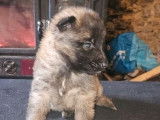 À réserver : 7 chiots Bergers Belges Tervuerens LOF
