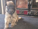 À réserver : 7 chiots Bergers Belges Tervuerens LOF