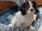 2 chiots femelles Cavaliers King Charles LOF disponibles à la vente
